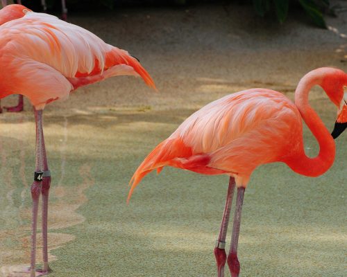 Lunaris Photography, Iris Dobre, sesiuni foto profesionale, Ședințe foto tip natuă, nature photography