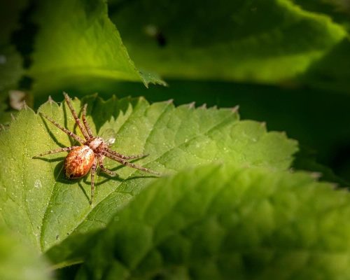 Lunaris Photography, Iris Dobre, sesiuni foto profesionale, Ședințe foto tip natuă, nature photography