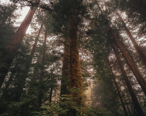 Lunaris Photography, Iris Dobre, sesiuni foto profesionale, Ședințe foto tip natuă, nature photography